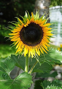 太陽(yáng)花,花,夏季