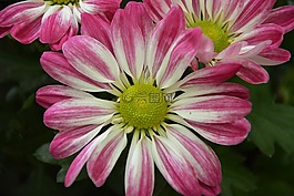 鲜花,花瓣,红色白色