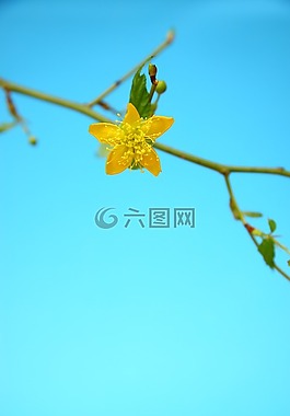 黃色,藍(lán)色,鮮花
