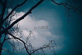 景觀,黑暗,樹