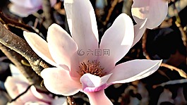 花,自然,植物區(qū)系