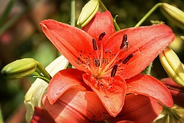 百合,花園,橙色的花