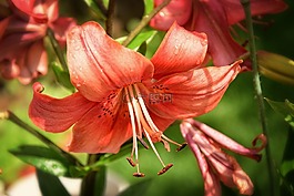 百合,花園,橙色的花