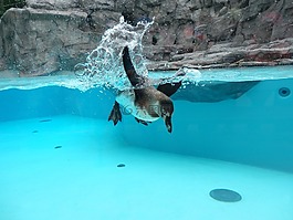 企鵝,已任我游,動物園