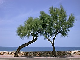 海灘,海,沙丘