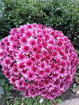 花,保加利亞,粉紅色