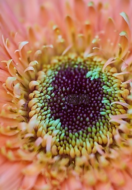 花卉,顏色,宏