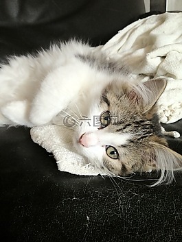 貓,動物