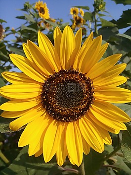太陽(yáng)花,夏季,開花