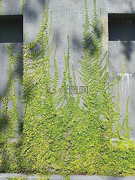 常春藤,植物,性質(zhì)