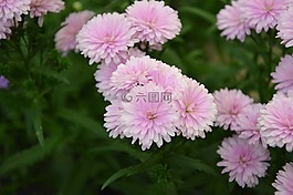 粉紅色的花朵,性質,綠色的樹葉