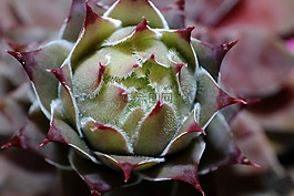 houseleek,开花,花园