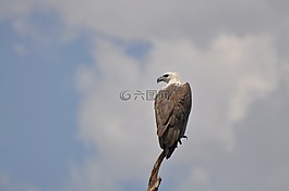 阿德勒,鳥,野生鳥