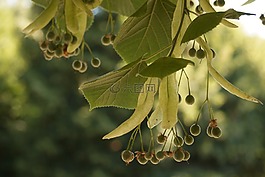 石灰,樹,綠色