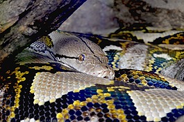 python,凈蟒蛇,美