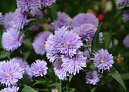 花帕爾馬,花園,性質(zhì)