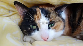 貓,貓咪,睡眠