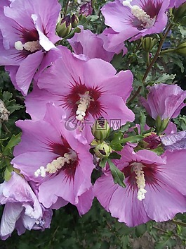 芙蓉,夏季,鮮花
