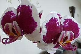 蘭花,蝴蝶蘭,花