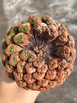 果實,植物,松球
