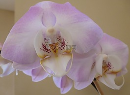 蝴蝶蘭,蘭花,花