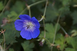 storchschnabel,开花,蓝色