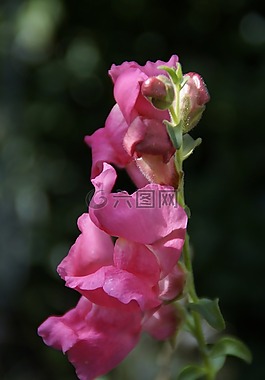 loewenmaeulchen,粉紅色,夏花