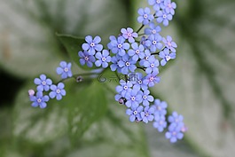 廠,花,開花