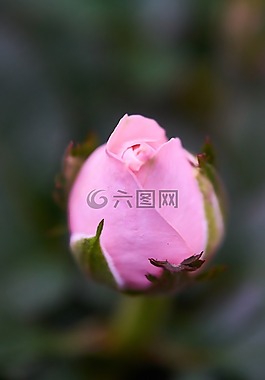 花卉,顏色,宏