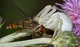 蜘蛛,misumena,vatia