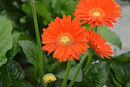 花的花瓣,橘子,性質