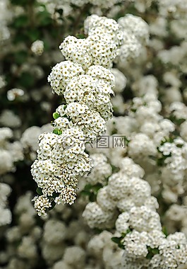 山楂,開(kāi)花,白