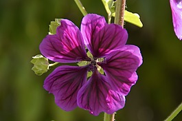 錦葵,紫,花