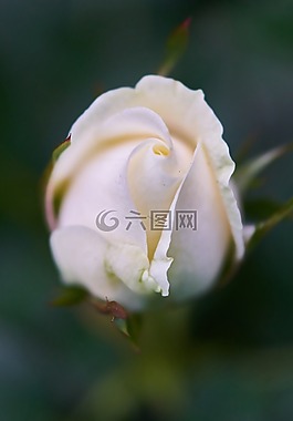 玫瑰,花卉,顏色