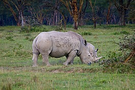 犀牛,非洲,野生動(dòng)物園