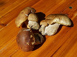 蘑菇,布朗,食用