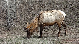 駝鹿,動物,野生動物