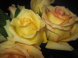 玫瑰,黃色,鮮花