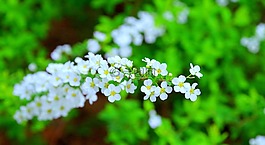 櫻桃,春天,鮮花