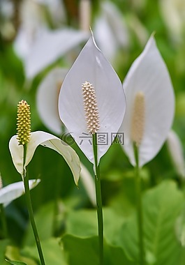 花卉,顏色,宏