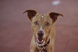 狗,獵犬,狩獵