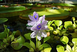 鮮花,水,性質(zhì)
