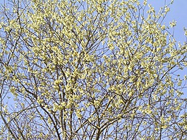 褪色柳,春天,盛開(kāi)