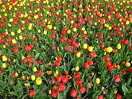 郁金香字段,春天的花朵,黄色