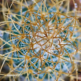 仙人掌,植物,花园