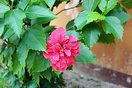 蘭花,開(kāi)花,花