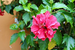 蘭花,開花,花