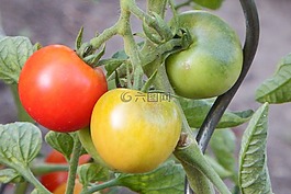 蕃茄,紅色,蔬菜