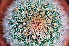 仙人掌,植物,花园
