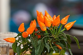 紅辣椒,性質,辣椒